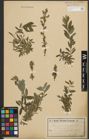 Foto von Salix purpurea L. x Salix repens L.